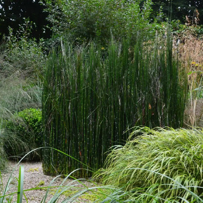 Equisetum hyemale  / Equisetum hyemale var. japonicum/ - Gradina Noastra