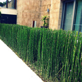 Equisetum hyemale  / Equisetum hyemale var. japonicum/ - Gradina Noastra