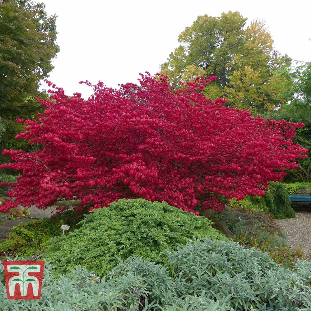 Euonymus alatus multitulpinal / Euonymus alatus  / - Gradina Noastra