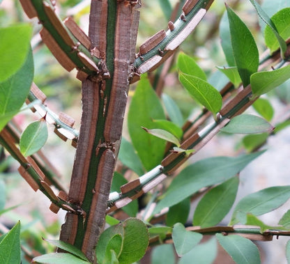 Euonymus alatus multitulpinal / Euonymus alatus  / - Gradina Noastra