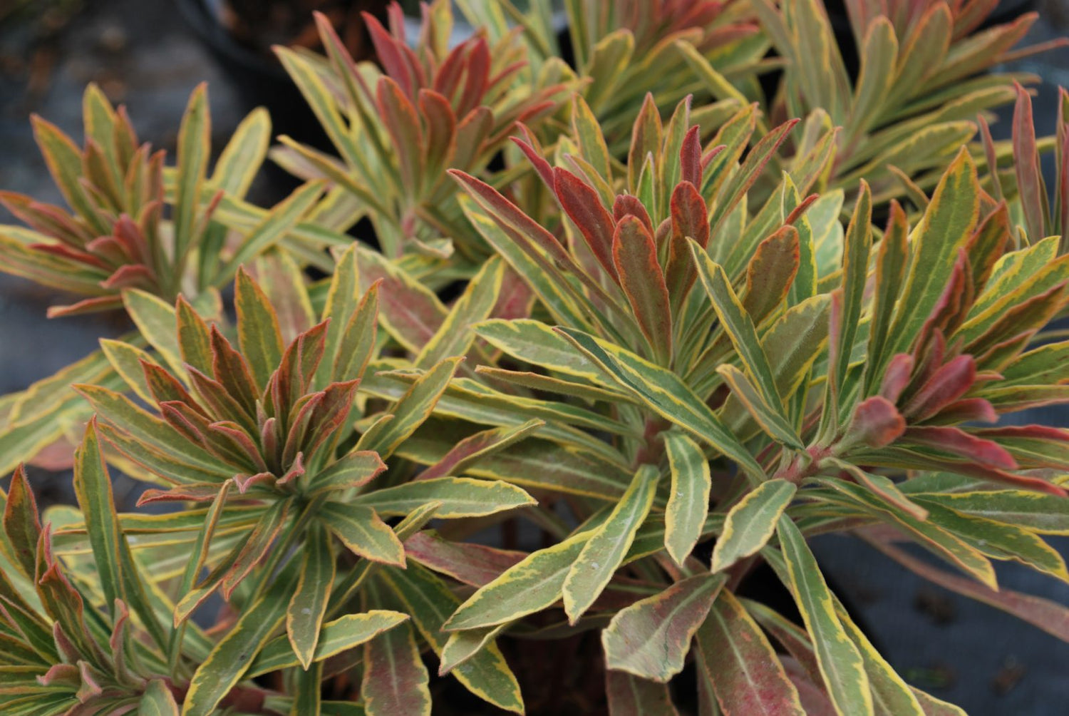 Euphorbia &quot;Ascot Rainbow&quot;