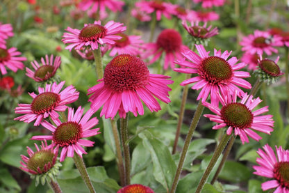 Echinacea purpurea &
