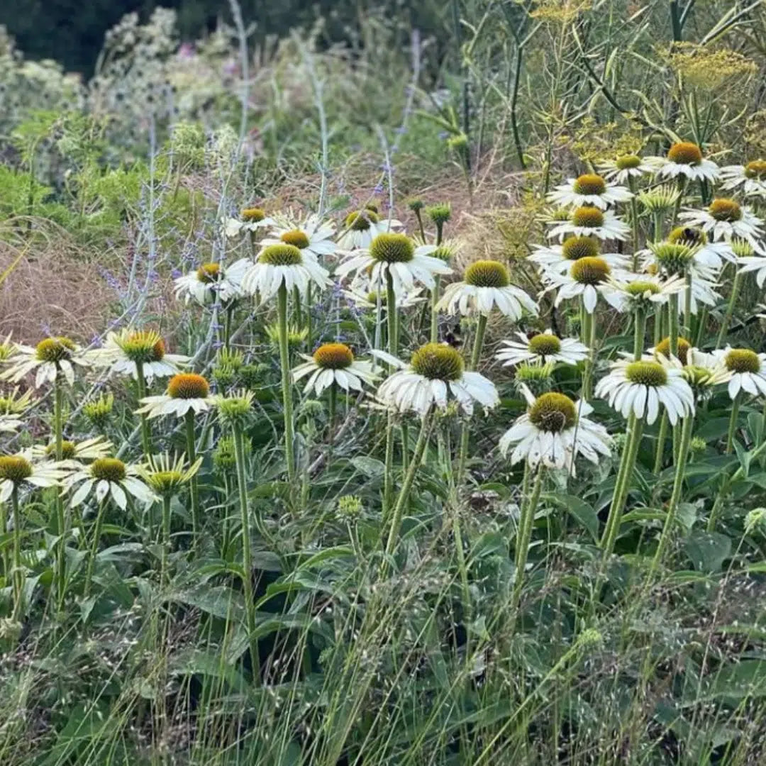 Echinacea purpurea "White Swan"