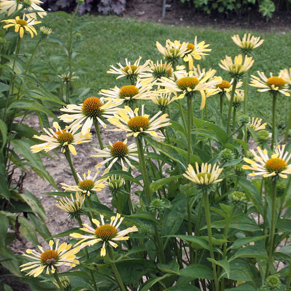 Echinacea purpurea &