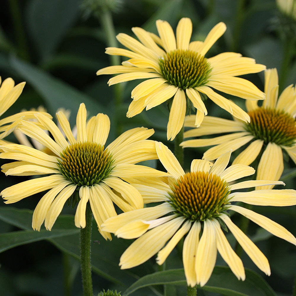 Echinacea purpurea &