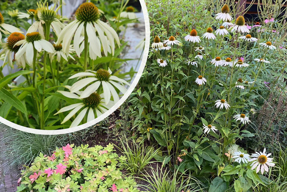 Echinacea purpurea &