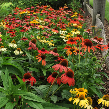 Echinacea purp. "Cheyenne Spirit" - Gradina Noastra