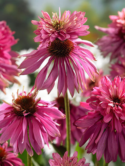 Echinacea purpurea "Double Decker"
