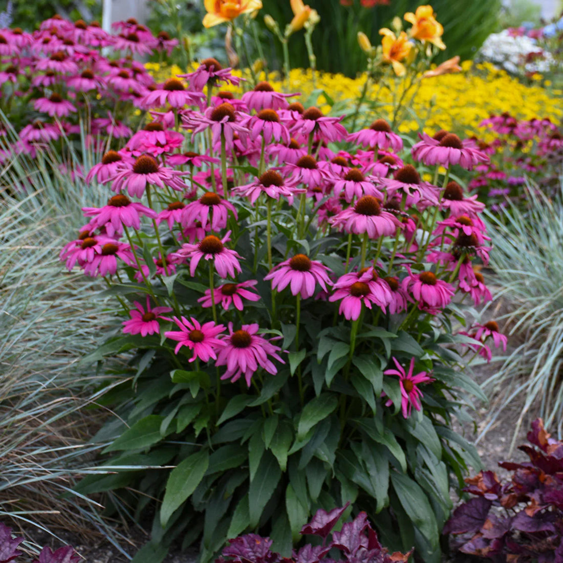 Echinacea purp. &quot;Purple Emperor&quot; 0.20 - 0.40 m