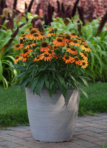 Echinacea purpurea "Lakota Orange" - Gradina Noastra