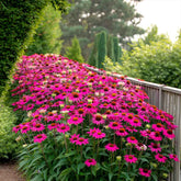 Echinacea purpurea "Powwow Wild Berry" - Gradina Noastra