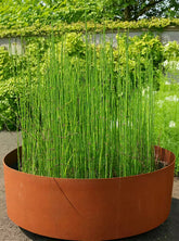 Equisetum hyemale  / Equisetum hyemale var. japonicum/ - Gradina Noastra