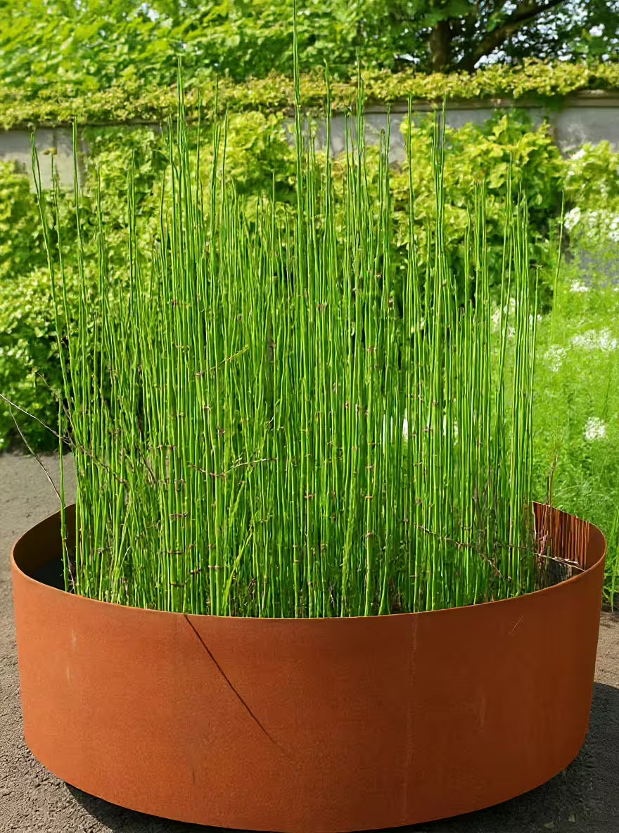 Equisetum hyemale  / Equisetum hyemale var. japonicum/ - Gradina Noastra