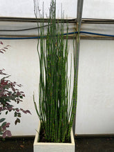 Equisetum hyemale  / Equisetum hyemale var. japonicum/ - Gradina Noastra
