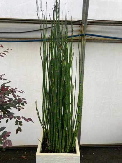 Equisetum hyemale  / Equisetum hyemale var. japonicum/ - Gradina Noastra
