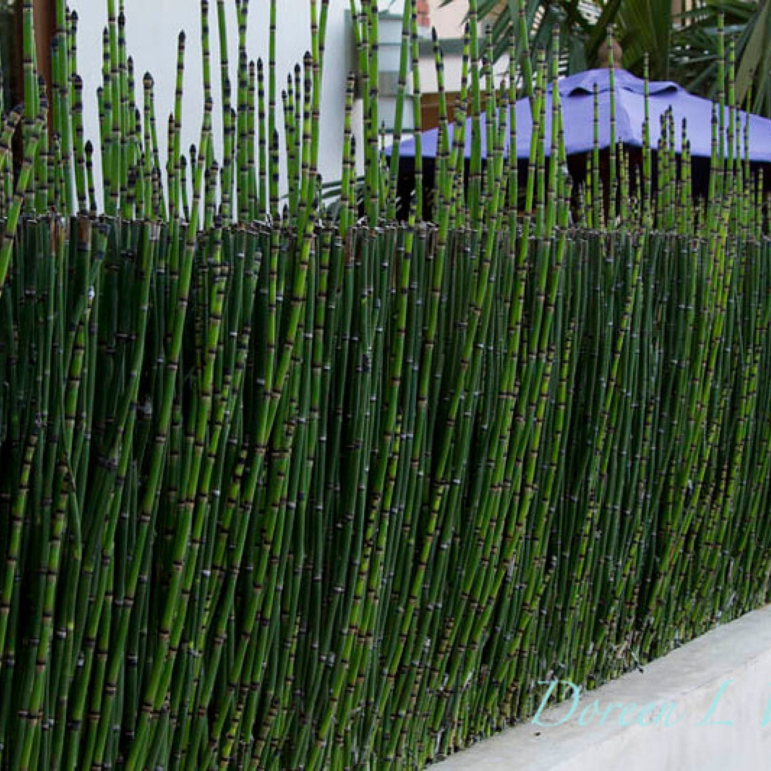 Equisetum hyemale  / Equisetum hyemale var. japonicum/ - Gradina Noastra