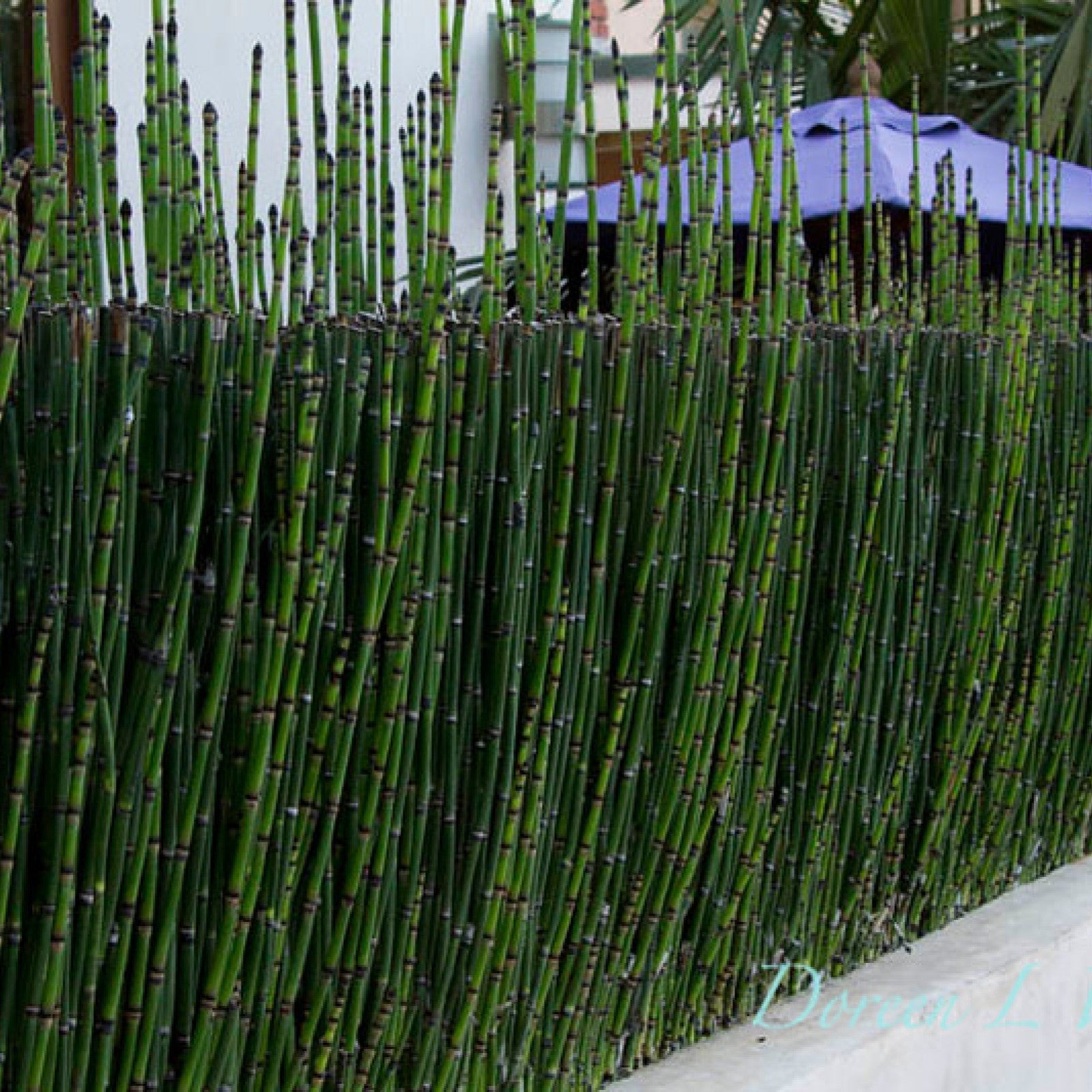 Equisetum hyemale  / Equisetum hyemale var. japonicum/ - Gradina Noastra