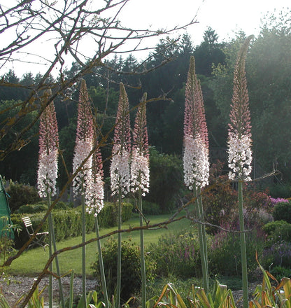 Eremurus mix