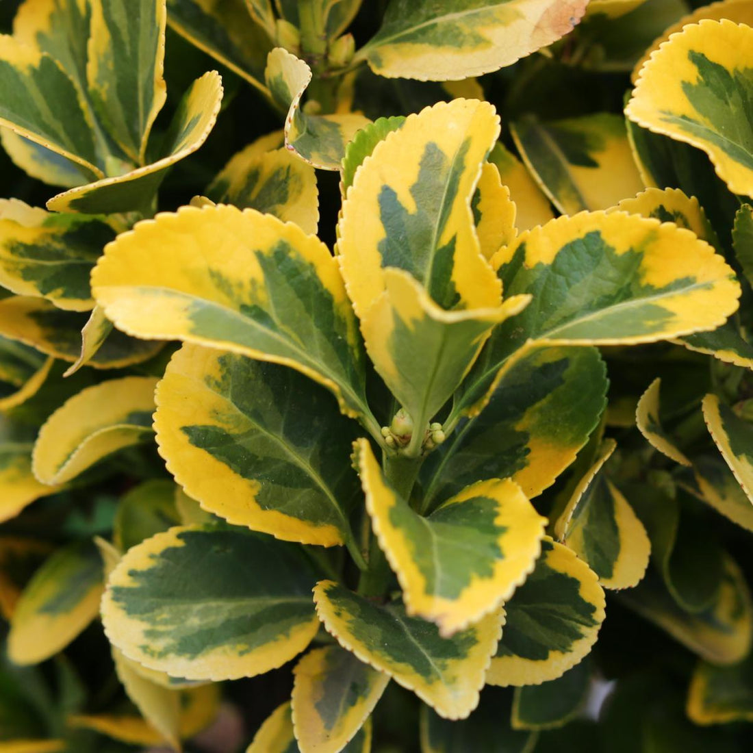Salba japoneza &quot; Elegant Aureus &quot; multitulpinala / Euonymus jap. &quot;Elegant Aureus&quot;/ by gradina-noastra