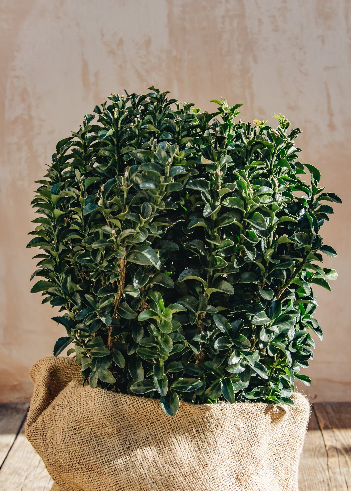 Salba japoneza "Green Spire"minge / Euonymus japonicus "Green Spire"/