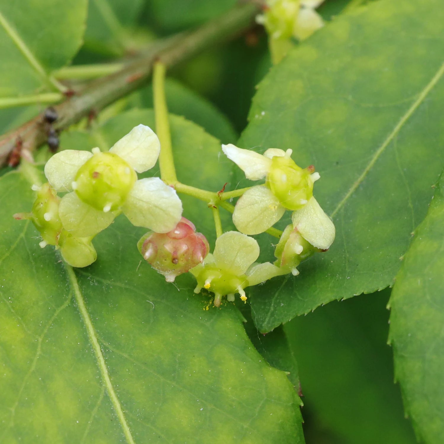 Euonymus alatus "Compactus" multitulpinal / Euonymus alatus "Compactus"  /