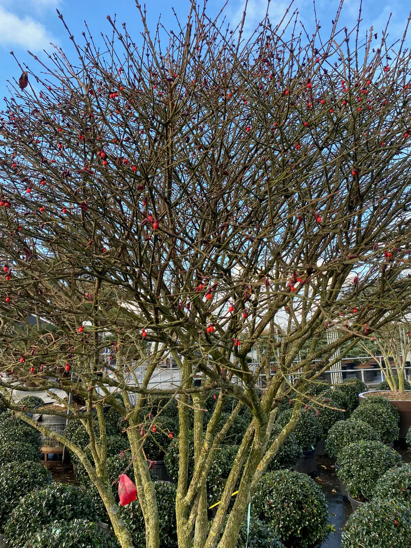 Euonymus alatus "Compactus" multitulpinal / Euonymus alatus "Compactus"  /