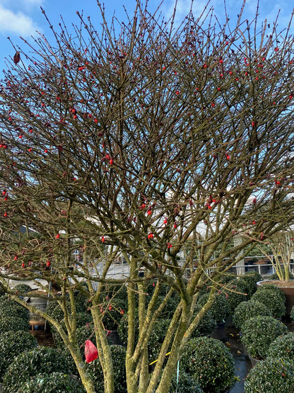 Euonymus alatus "Compactus" multitulpinal / Euonymus alatus "Compactus"  /