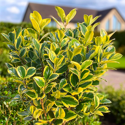 Salba japoneza &quot; Elegant Aureus &quot; multitulpinala / Euonymus jap. &quot;Elegant Aureus&quot;/ by gradina-noastra