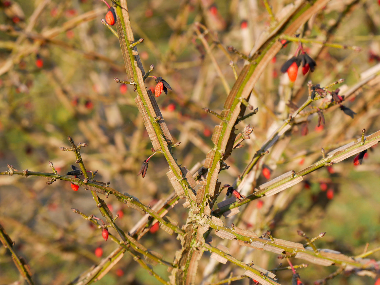 Euonymus alatus multitulpinal / Euonymus alatus  / - Gradina Noastra