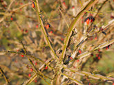 Euonymus alatus multitulpinal / Euonymus alatus  / - Gradina Noastra