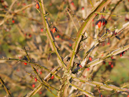 Euonymus alatus multitulpinal / Euonymus alatus  / - Gradina Noastra