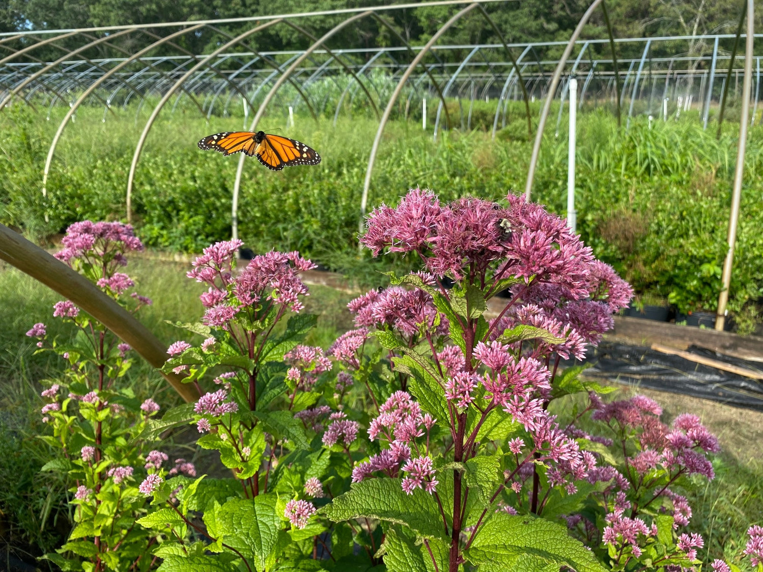 Eupatorium maculatum "Baby Joe"