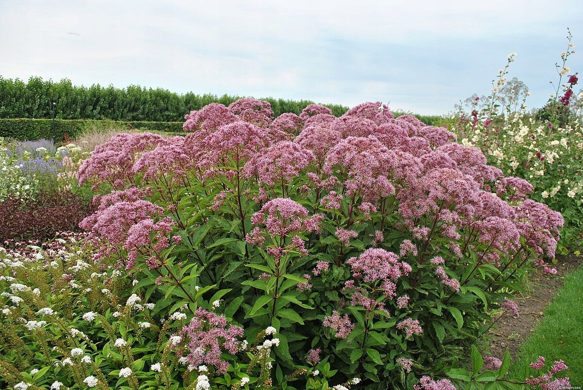 Eupatorium maculatum "Baby Joe"