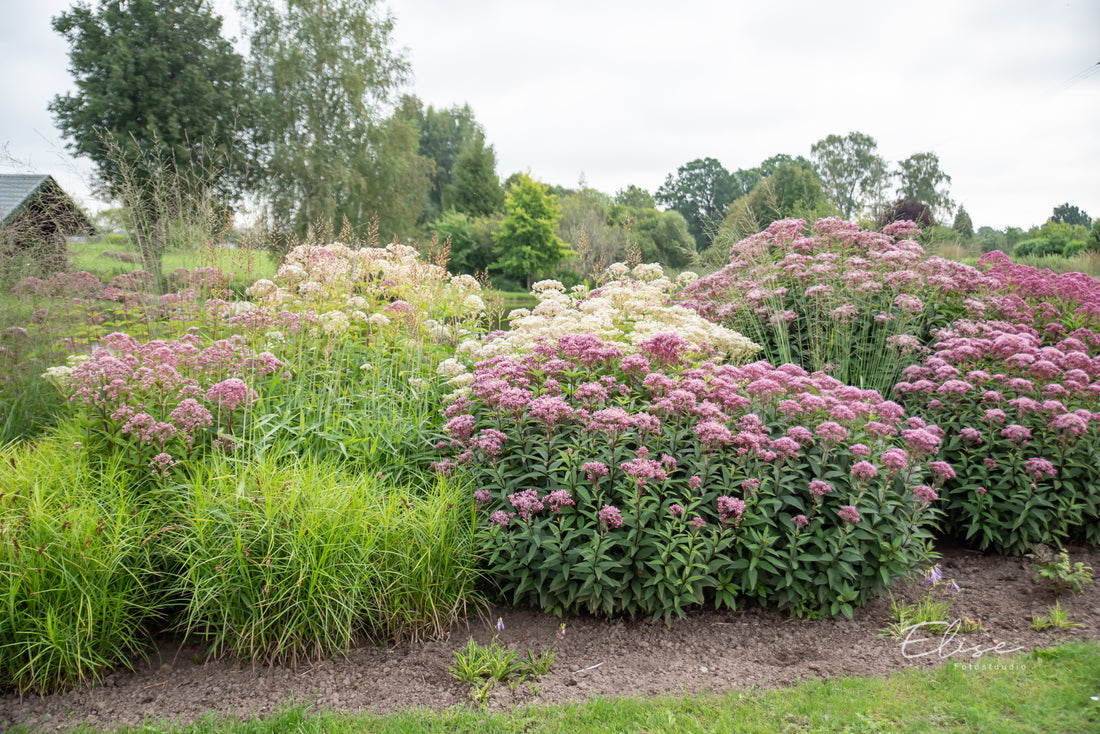 Eupatorium maculatum "Atropurpureum"