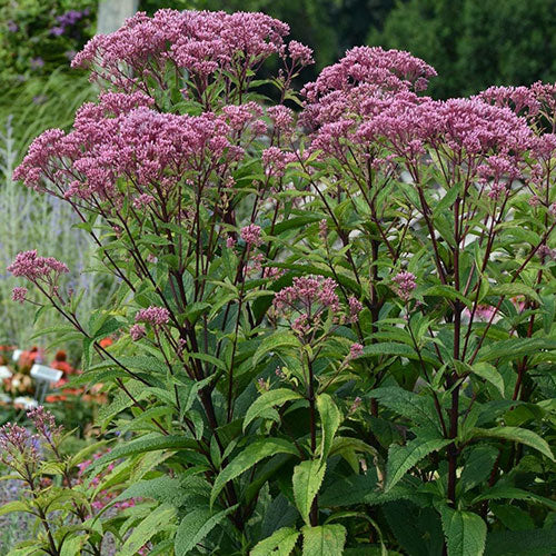 Eupatorium maculatum "Baby Joe" by Gradina Noastra