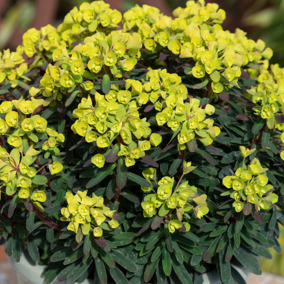 Euphorbia &quot;Charam Redwing&quot;