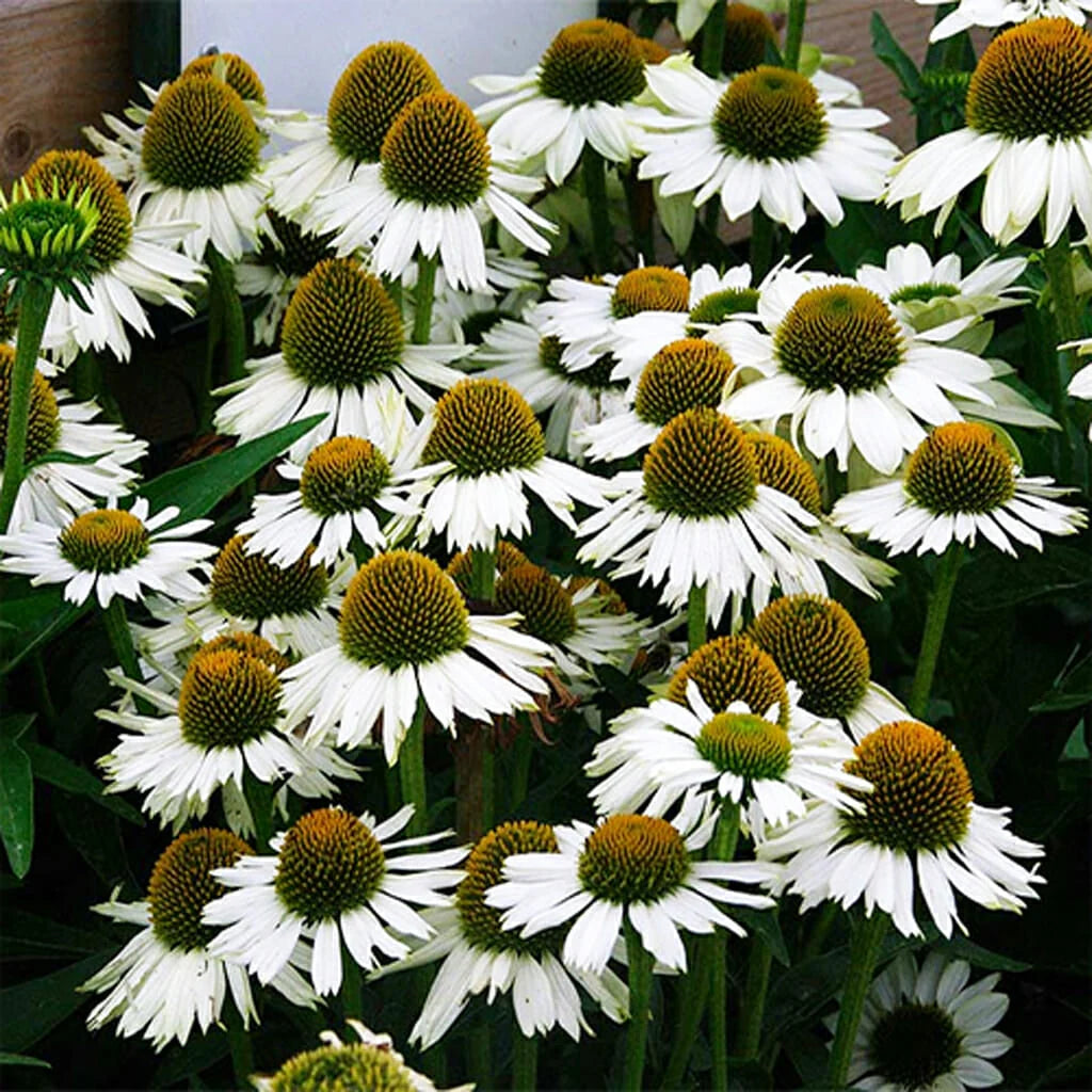 Echinacea purpurea "White Swan"