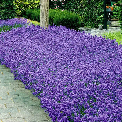 Lavanda Englezeasca  &quot;Munstead&quot; - /Lavanda angustifolia &quot;Munstead&quot;/