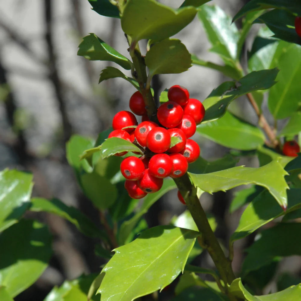 Ilex "Blue Maid" con / Ilex meserveae "Blue Maid" /