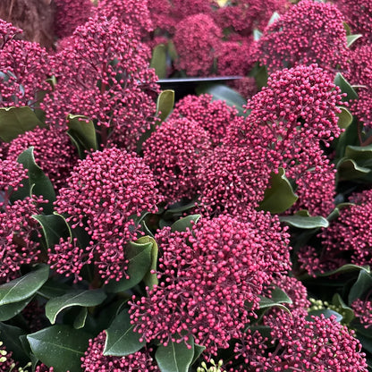Liliac japonez "Rubesta Optima" / Skimmia japonica "Rubesta Optima"/