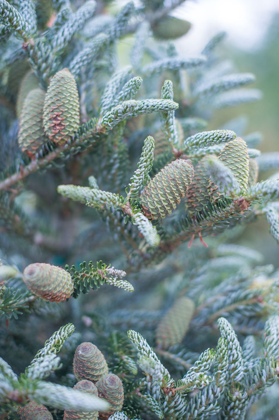 Brad coreean "Silberlocke" /Abies koreana "Silberlocke"/