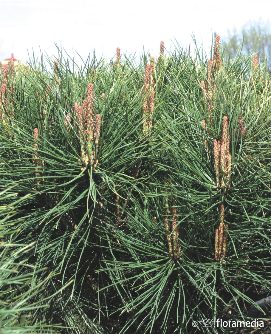 Pin rosu japonez "Alice Verkade" pomisor / Pinus densiflora "Alice Verkade" / - Gradina Noastra