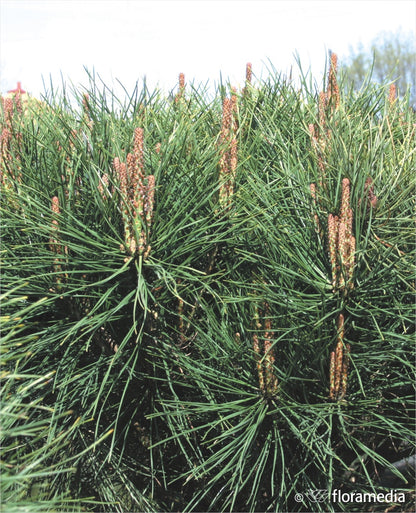 Pin rosu japonez "Alice Verkade" pomisor / Pinus densiflora "Alice Verkade" / - Gradina Noastra