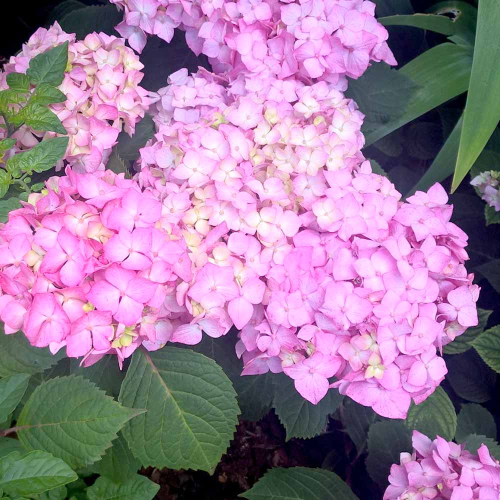 Hortensia &quot;Endless Summer BloomStar&quot; 0.40 - 0.60 m /Hydrangea macrophylla „Endless Summer BloomStar” / - Gradina Noastra