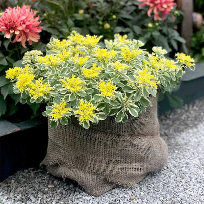 Iarba grasa "Atlantis"/ Sedum takesimense "Atlantis"/