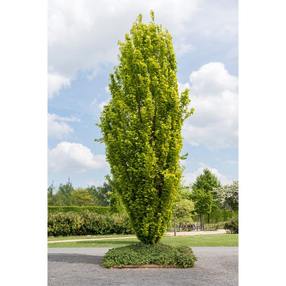 Fag columnar "Dawyck Gold" / Fagus sylvatica „Dawyck Gold” /