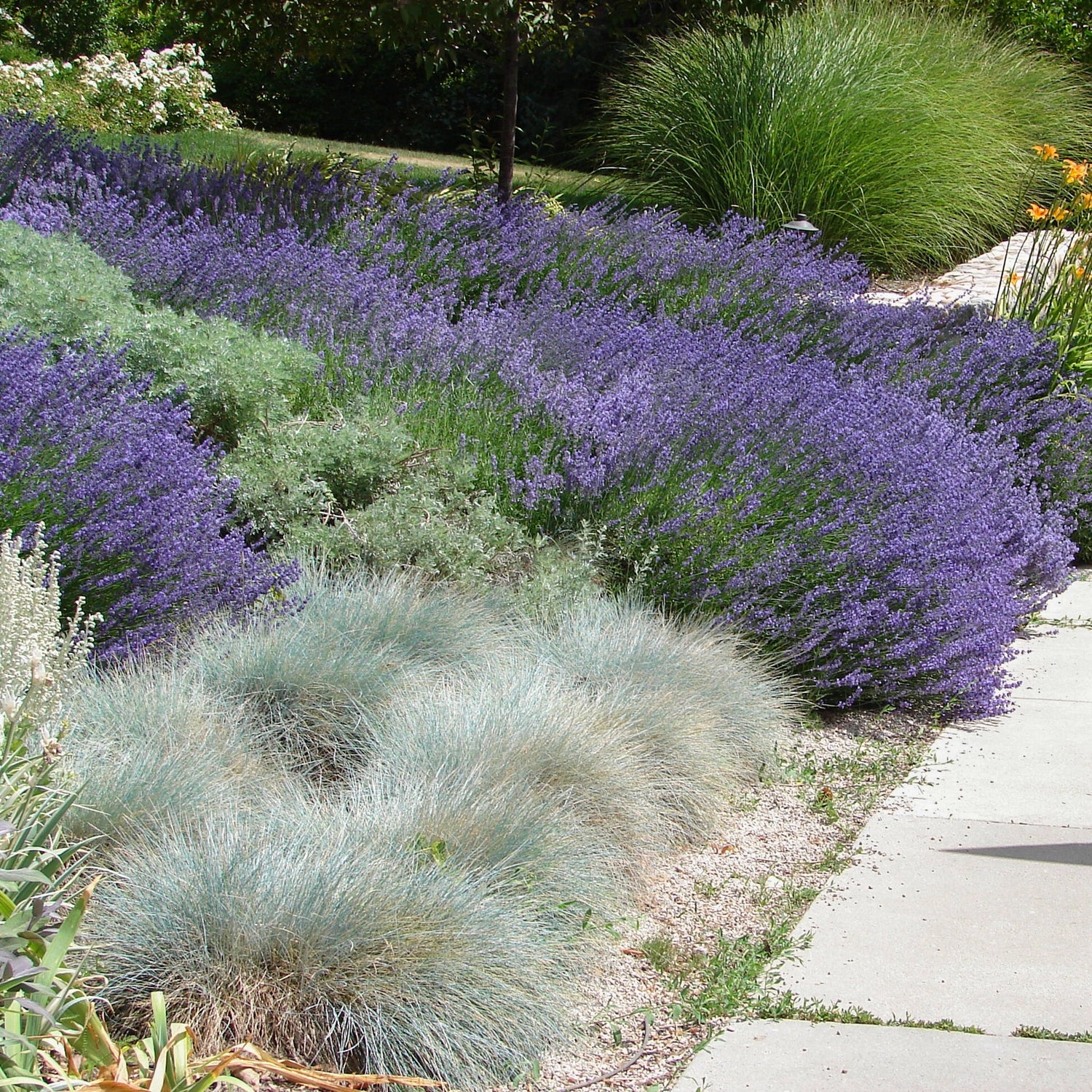 Festuca "Elijah Blue"