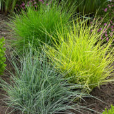 Iarbă albastră "Ami Gold" - / Festuca glauca "Ami Gold"/ by gradina-noastra