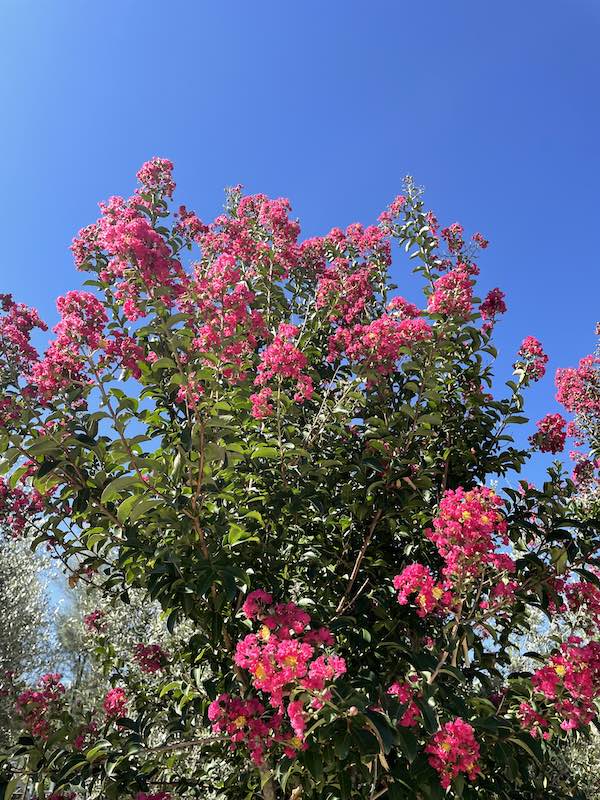 Indian Lilac &quot;Caroline Beauty&quot; tree 1.70 - 2.00 m / Lagerstroemia Indica &quot;Caroline Beauty&quot; /