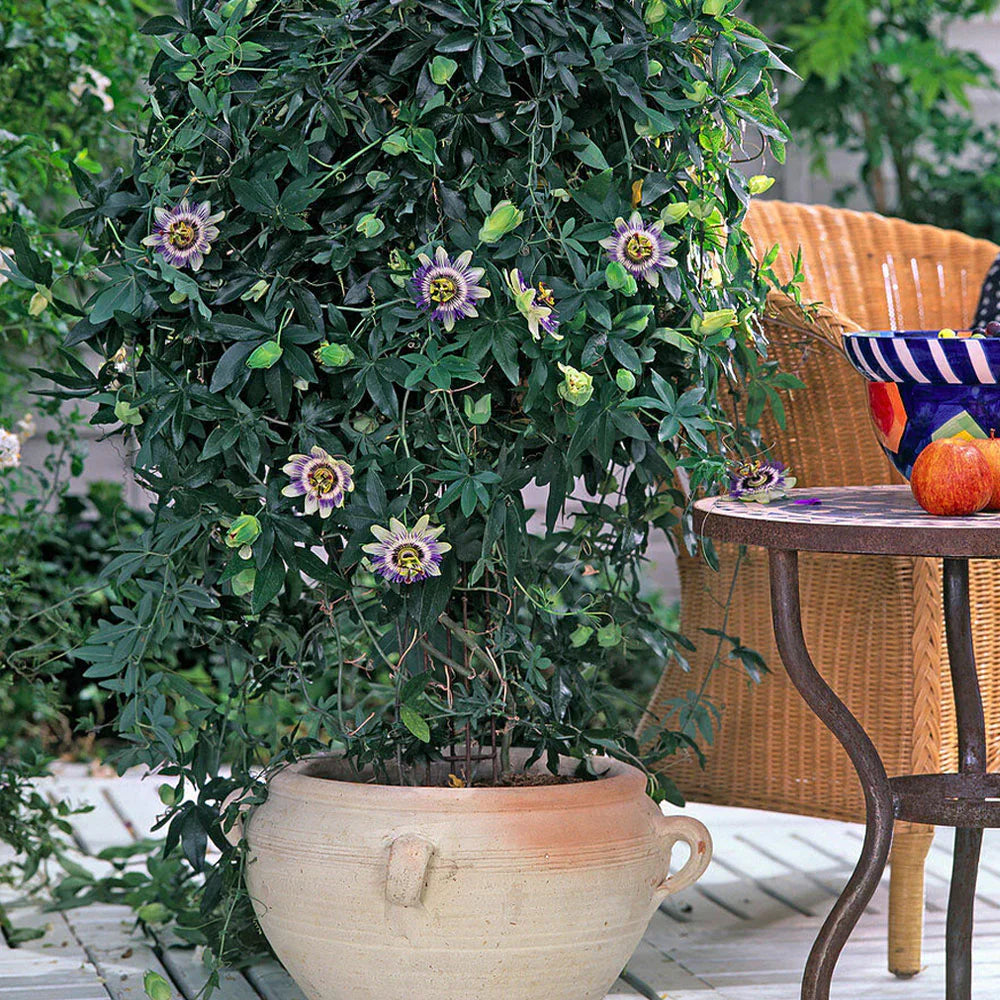 Floarea pasiunii 0.60 m / Passiflora mix / by gradina-noastra